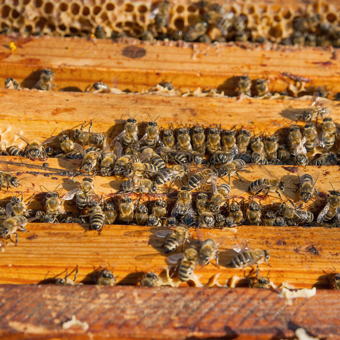 Pure Ukrainian Acacia Honey 250g