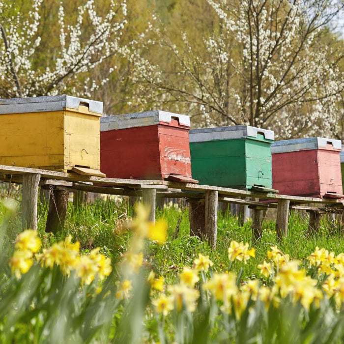 Pure Ukrainian Acacia Honey 250g